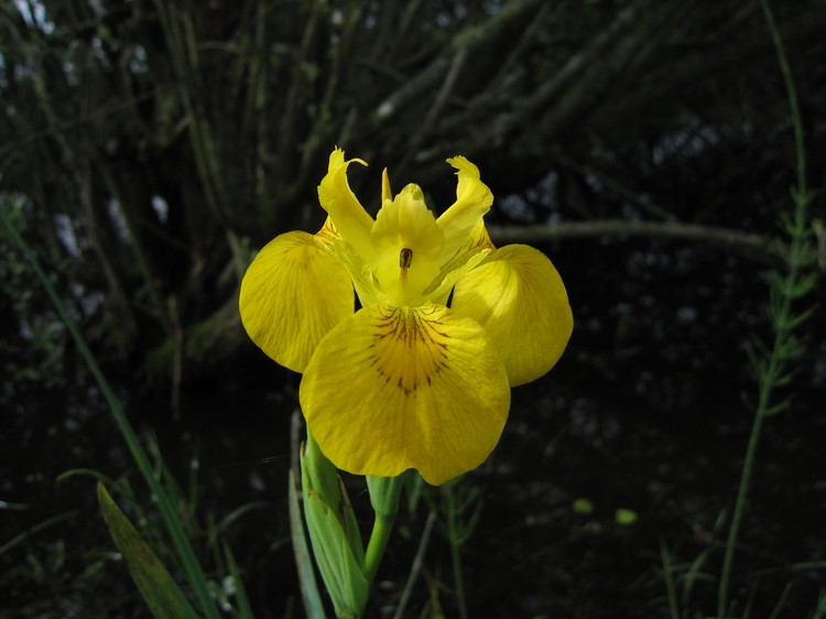 Iris pseudacorus